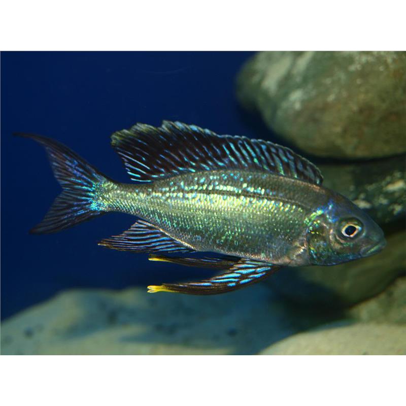 Cyathopharynx furcifer sumbu green - imagine 3